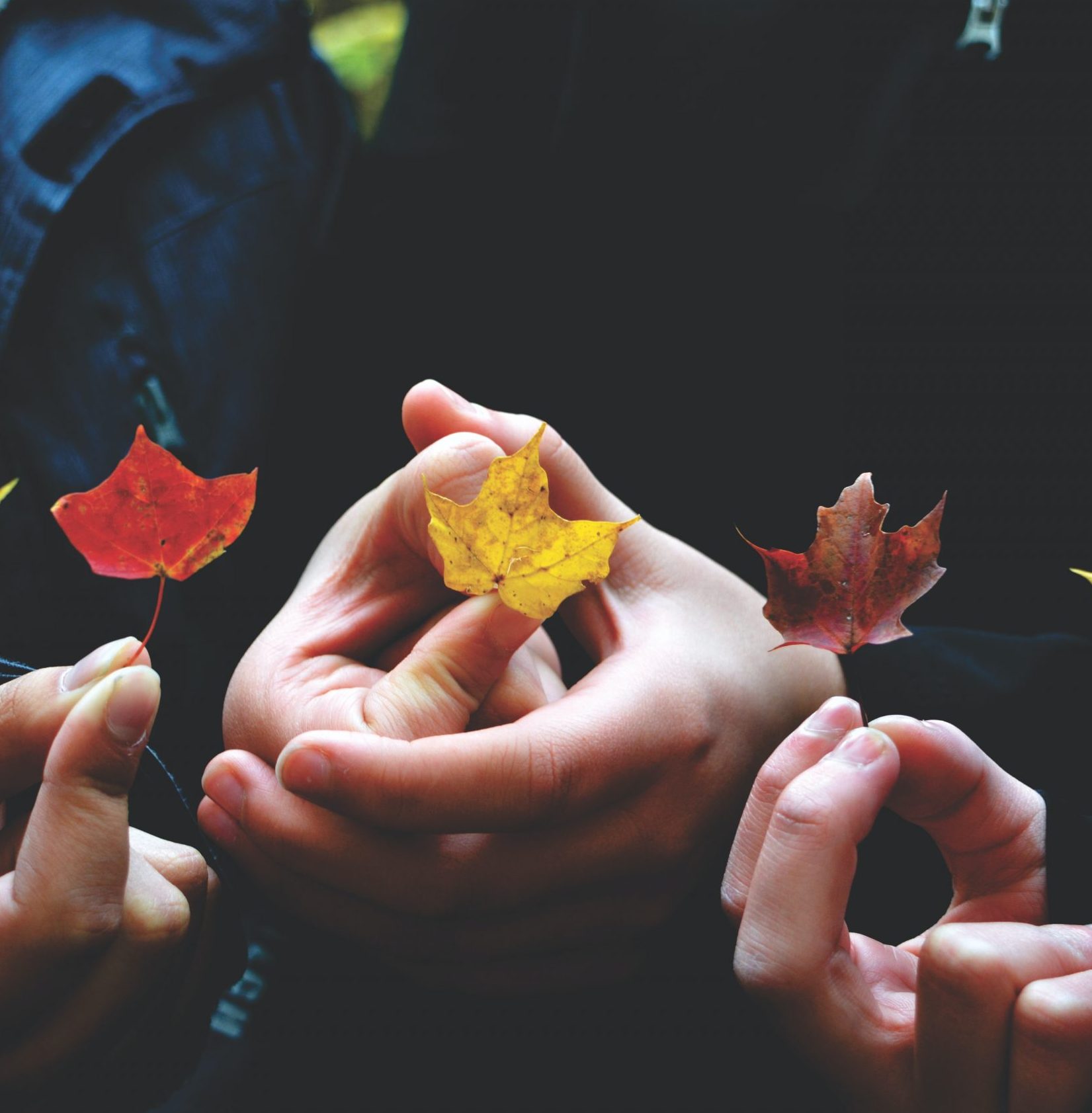 People holding 5 different colours of maple leaves